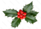 Holly